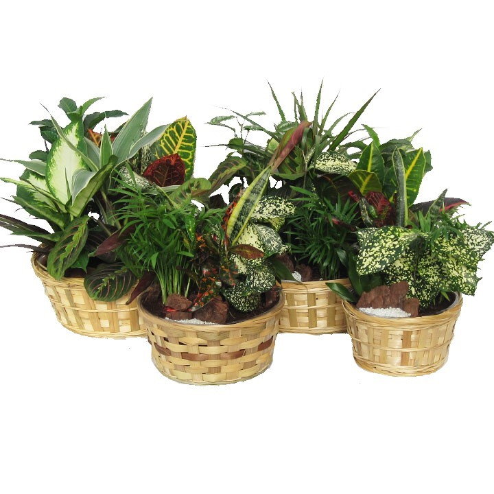 Wicker Dish Gardens